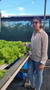 4K views · 79 reactions | Troubleshoot this NFT system with us!類 : Visit our store in Endeavour for all supplies for this system and other hydroponic systems! ‍‍ : #hydroponics #greenagefarms #trinidadandtobago #troubleshoot #airpump #airsupply | Green Age Farms Trinidad: Hydroponics Systems and Supplies | Facebook