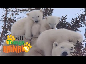 * POLAR BEAR * | Animals For Kids | All Things Animal TV