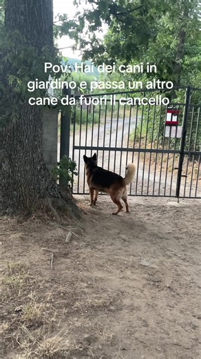 Rottweiler and German Shepherd Meet in Garden