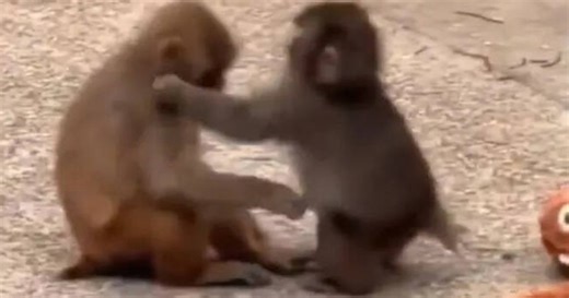 [WATCH] Punch finds love: Japanese zoo's viral macaque has a girlfriend
