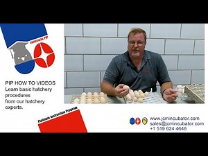 Hatchery How To 3: the proper way to select hatching eggs and fill incubator flat