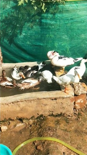 Indian runner duck happy moment in my farm #ducklingspro #duckfarmer #duckfarm #woodduck #myduck