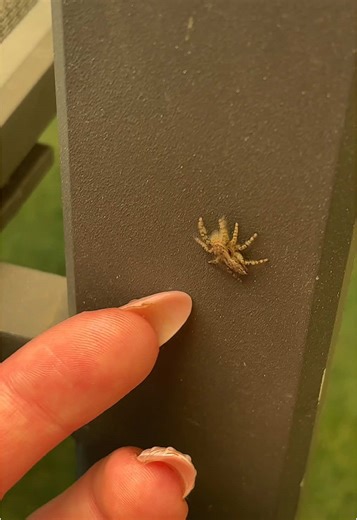 Découverte des petites araignées sauteuses en France