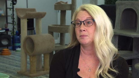 Akron rescue focuses on cats who've been loved, but lost their original owners: Ready Pet GO!