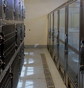 Boarding - Aliante Animal Hospital