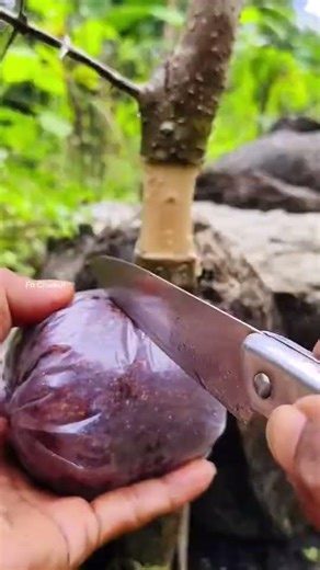 The Fastest Way to Grow Roots on a Branch (Air Layering Tutorial)