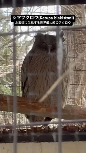 シマフクロウ #円山動物園