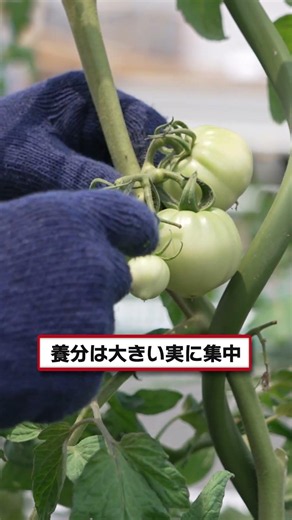 [Tomato Cultivation] Grow Big, Sweet Tomatoes! Explaining Tomato Fruit Thinning [Share Hatake] [F...