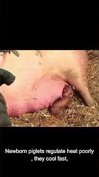 The Most Stressful Animal Birth Ever Filmed 😨