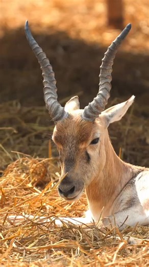 Kamal Varshney on Instagram: "Addax (Addax nasomaculatus) or screw horn antelope. To manage body temperature their coat changes colour- dark greyish brown in winter for warmth and near white in summer to reflect harsh sunlight. #wildlifephotography #wildlife #antelope #addax #sony 11022026"