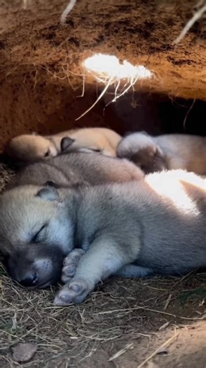 Wolf family 🐾🖤 #wolves #wolfpack #wolf #wolfpup