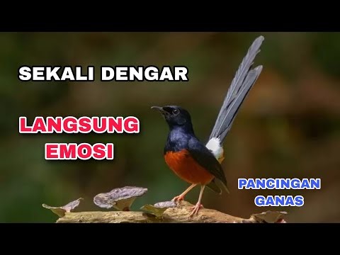 Masteran Murai Batu Full Isian | Suara Burung, Relaksasi Alam, Suara Kicau, Meditasi Alam