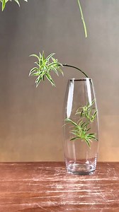 The green hanging plants sway gently and the breeze blows through the heartstrings! #teachesflowerarrangement #dmentflower #teachesflower #canbox #flowerlovers #orientalflower #arrangementflower #flower #arrangement #flowerlover | D’men Flowers