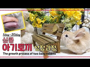 심쿵! 아기토끼의 성장 과정 Lovely baby rabbit's growth diary.