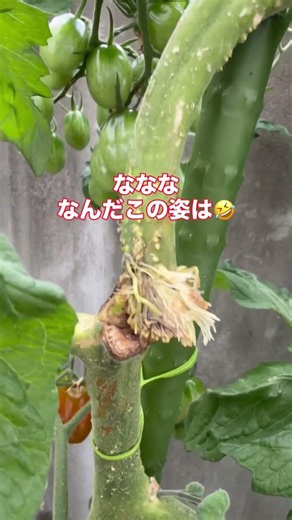 トマトの茎が折れちゃった？！大丈夫！これをやって！ #ガーデニング #家庭菜園