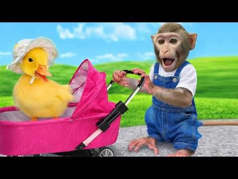 Baby Monkey Bim Bim goes ducks fishing at the pool so funny and cute