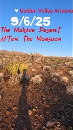 Mohave Desert after the Monsoon Flooding. Golden Valley Arizona.