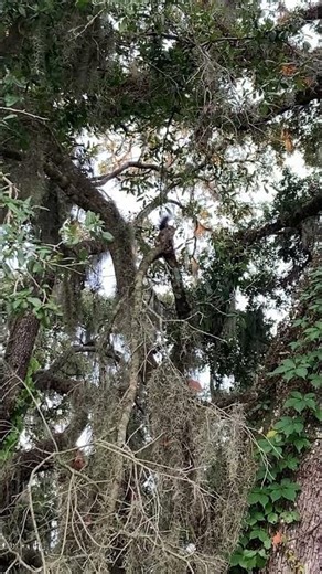 Talking squirrel #morning #nature #wildlife #video #videos #viral #viralvideo #viralshorts #short