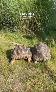 Can Turtles Feel Their Shells?! 🤯 | Garden State Tortoise