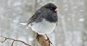 Dark-eyed Junco Identification, All About Birds, Cornell Lab of Ornithology