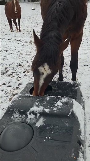 Smart Winter Water Trough Design for Horses – No Freezing Thanks to a Floating Ball
