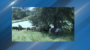 Gentry Safari responds to post circulating of pony in bear enclosure