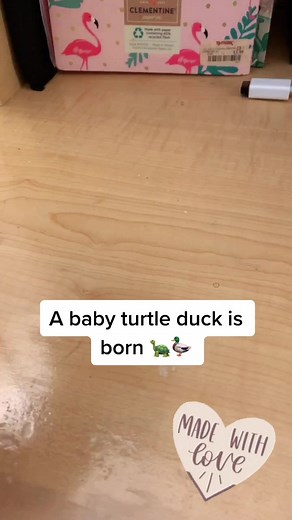 Making a baby turtle duck!#TheWeekndEXP #fyp #turtleduck #avatarthelastairbender #aang #zuko #uncleiroh #azula #katara #sokka #toph #kawaii #duckling