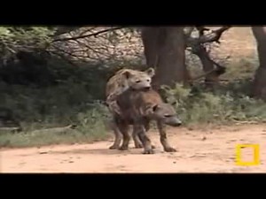 Dos hienas se aparean en la jungla