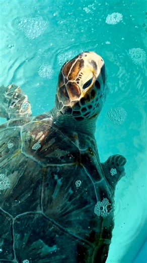 52K views · 572 reactions | “Genie” a juvenile green sea turtle, is...