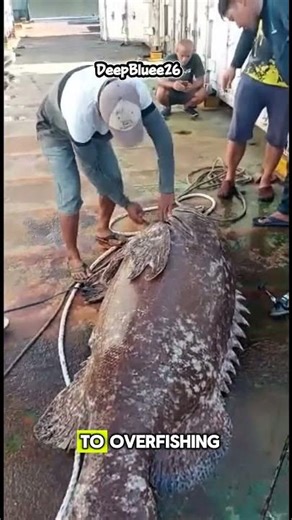 Groupers: The Gender-Bender Luxury