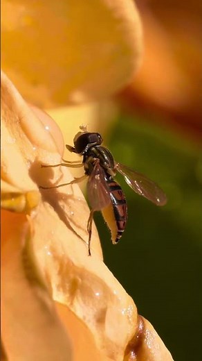 Amazing hoverfly on a rose petal! #insectvideo #naturevideo