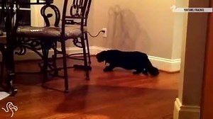 Cats vs Socks.... who will win lol | Adorable Animal Videos