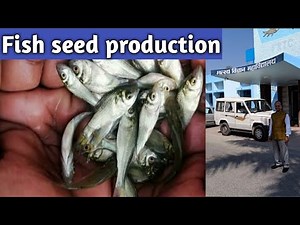 मछली का बीज खुद तैयार करें । fish seed hatchery ।