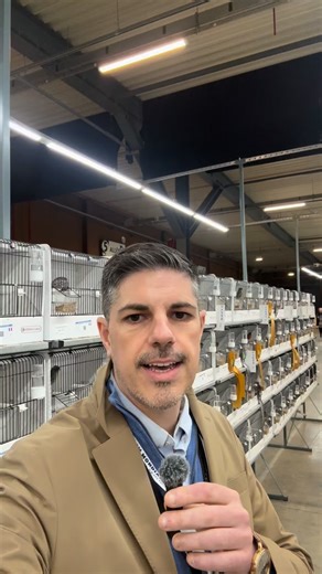 Canarios de color. Mundial de Bélgica 2026 👉🏼 Aquí te dejamos un resumen de los canarios de color más destacados. #aviario #aviary #canariosColor #canariculturaDeColor | Aviantecnic