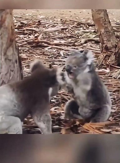 Koala Fighting #shorts #animals