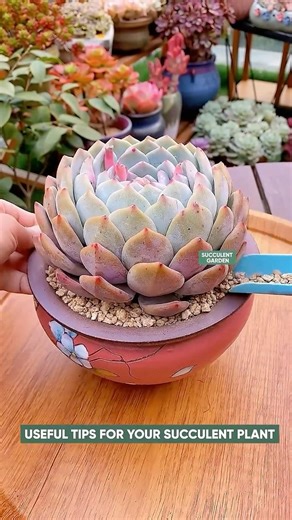 How to Repot Succulents: A Beginner’s Step-by-Step Guide