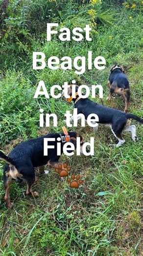 Fast Beagle Action in the Field 🐾 #howtotrackarabbit #hunting #puppy #beagledog