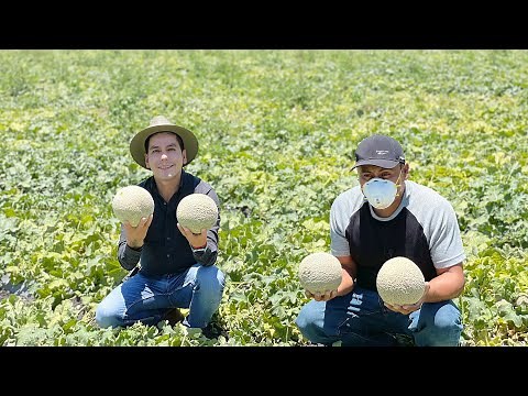 Melon Cultivation | Harris Moran (Bronco) Melon Varieties | Experimenting with a New Crop