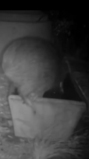 Certified Kiwi on TikTok