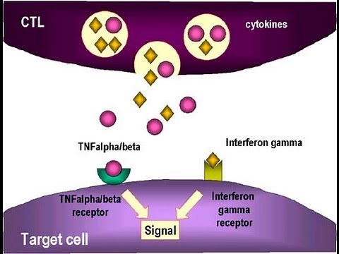 Tumor necrosis factor in cancer