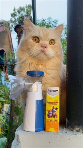 Solutions to overcome mucus and phlegm in cats with flu and coughs #catflumedicine #cats #catlovers