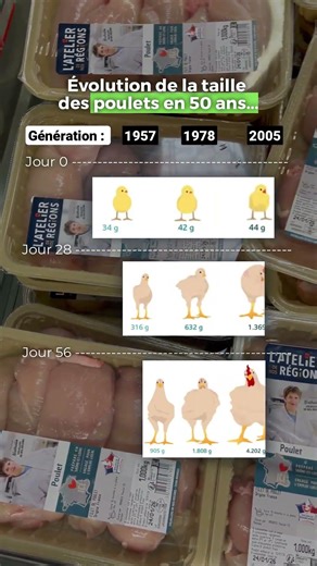 Ton poulet n’est plus naturel 🐔 #poulet #industriealimentaire