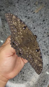 Black Witch Moth | Moth of the day