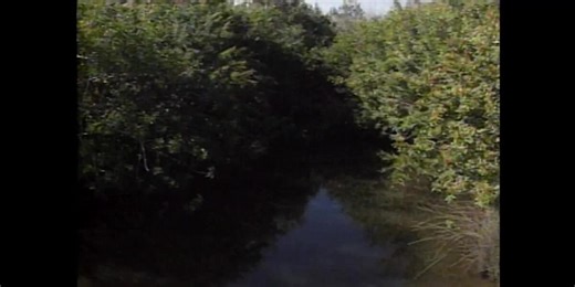 1996 crime scene Doris Korrell found in Manatee County - courtesy WTSP