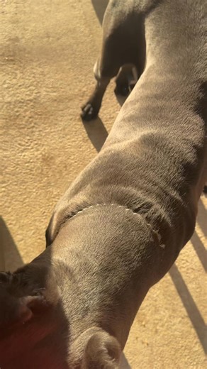 Cousin Gotti I know how to get my own baby out the car! | Sanjari G.