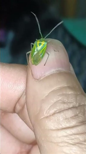 #shield bugs#stink bugs#shorts videos