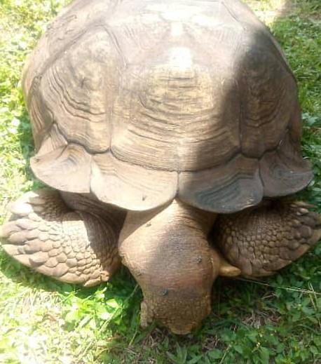 Facts about Alagba, Ogbomoso tortoise which lived for 344 years
