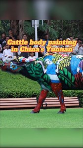 A cattle body painting competition was held in Jiangcheng County, China's Yunnan. The traditional practice, initially aimed at protecting cattle from tigers, has evolved into a cherished local art form. #painting #cattle #Yunnan #art #China #viral | China Xinhua News