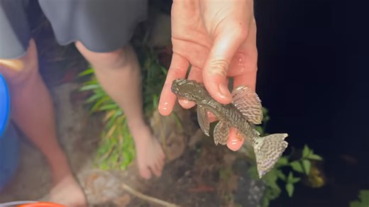 This sewer was packed with monster aquarium fish