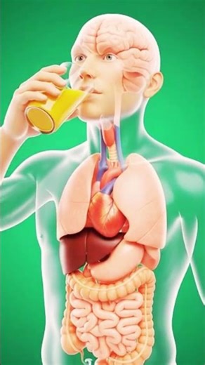 Animation of Digestive System | benefits of mango juice #3dScienceproject #juice